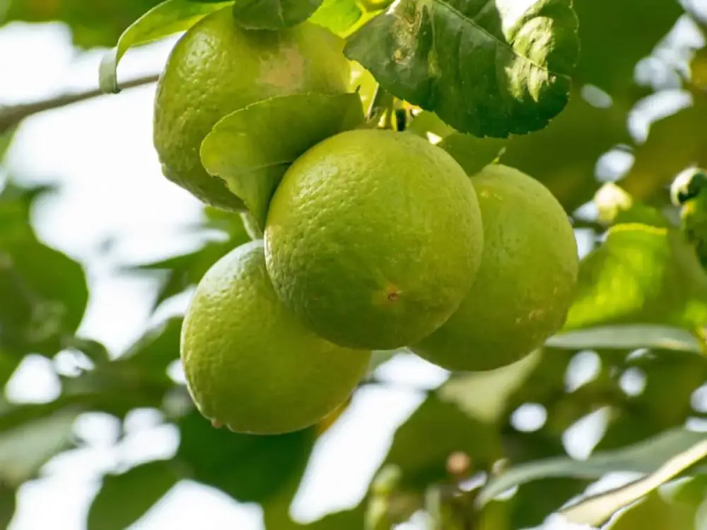 Bergamot in Perfumery – The Golden Citrus Top Note