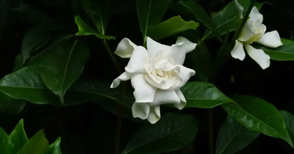 Cape Jasmine (Gardenia) as a Middle Note in Perfume: A Creamy Floral Heart