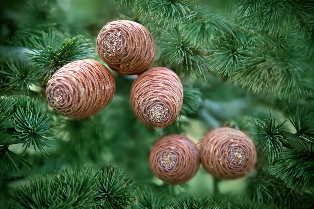 Cedarwood as a Base Note in Perfume: A Woody Essence from Nature