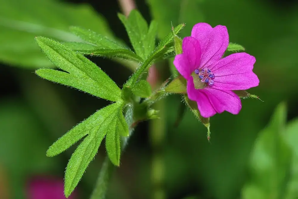 Geranium Heart Note in Perfumes: A Green, Radiant, and Energizing Scent