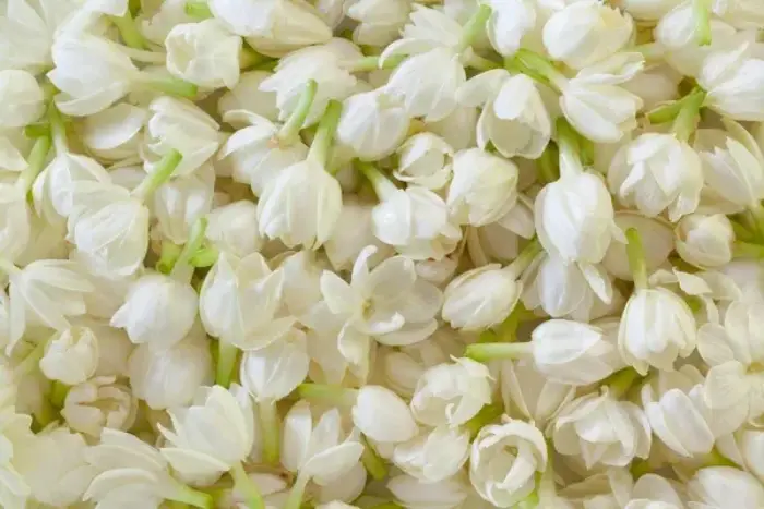 The Soul of Elegance: Jasmine as a Middle Note in Perfume