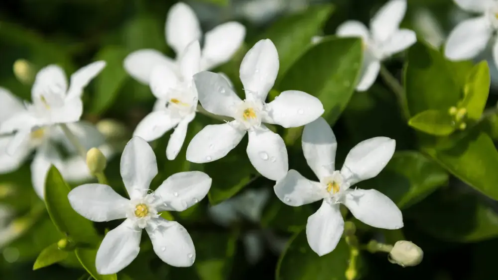 Jasmine Heart Note in Perfumes: A Seductive, Delicate, and Lasting Scent