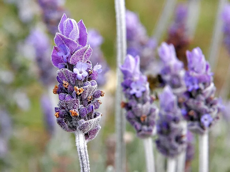 Lavender Top Note in Perfumes: A Refreshing, Calming, and Classic Scent
