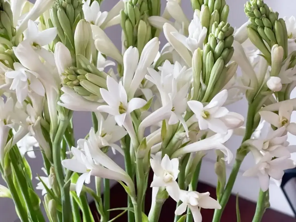 The Heart of Seduction: Tuberose as a Middle Note in Perfume