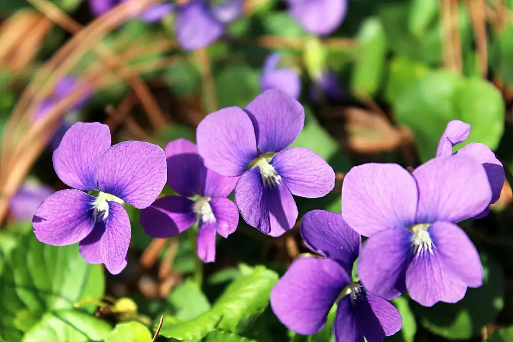 Violet Heart Note in Perfumes: A Soft, Powdery, and Dreamy Aroma