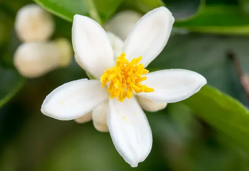 The Bright Opener: Orange Blossom as a Top Note in Perfume