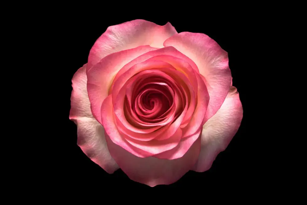 Rose as a Top Note in Perfume – A Soft, Romantic, and Delicate Beginning