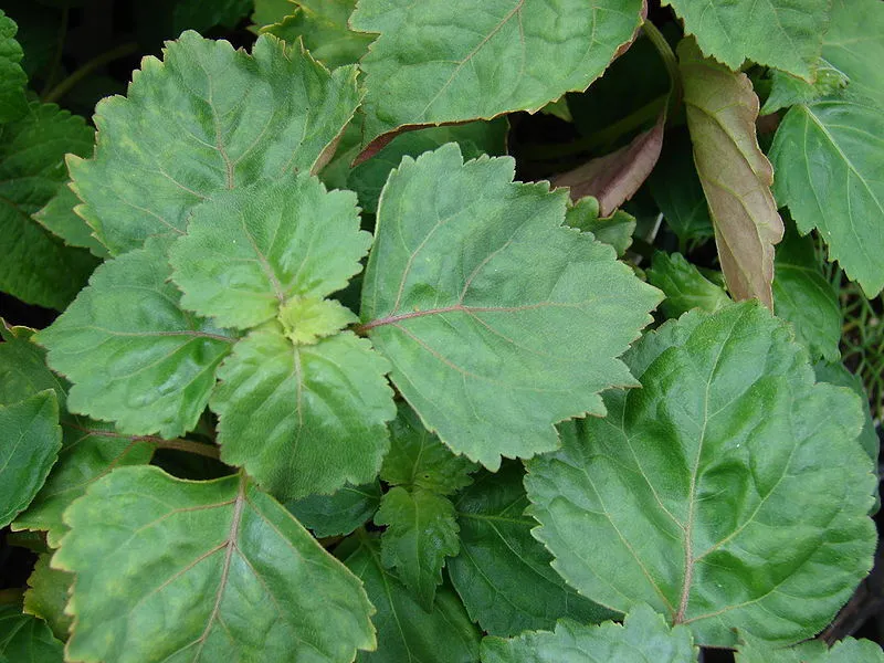 Patchouli Base Note in Perfumes: A Deep, Mysterious, and Long-Lasting Scent